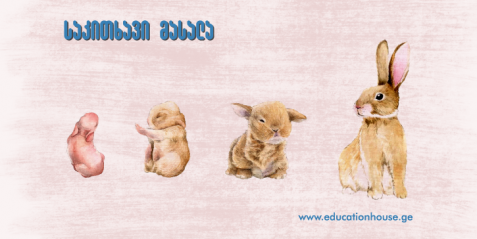 ცხოველების სასიცოცხლო ციკლი